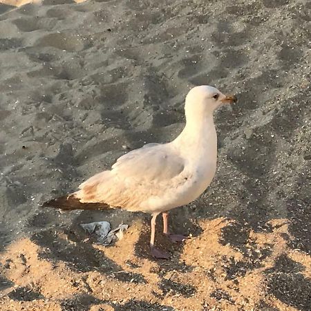 Villa Le Beau Coin De Panne Esterno foto
